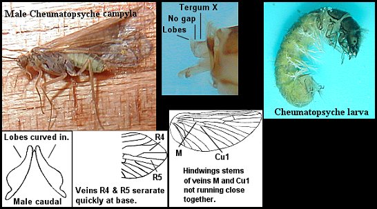 Aquatic insect, Cheumatopsyche campyla, Little Sister Sedge, Delaware, river, fly fishing, identification, mayflies, caddisflies, stoneflies.