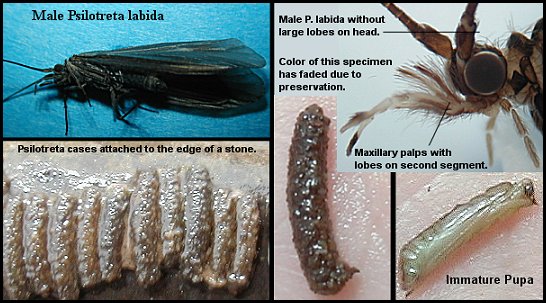 Aquatic insect, Psilotreta labida, Black Caddis, Delaware, river, fly fishing identification, mayflies, caddisflies, stoneflies.