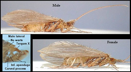 Aquatic insect, Lepidostoma togatum, Little Plain Brown Sedge, Delaware, river, fly fishing identification, mayflies, caddisflies, stoneflies.