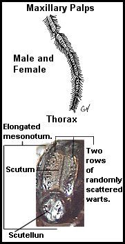 Aquatic insect, Mystacides sepulchralis, Black Dancer, insect identification, Delaware, river, fly fishing identification, mayflies, caddisflies, stoneflies.