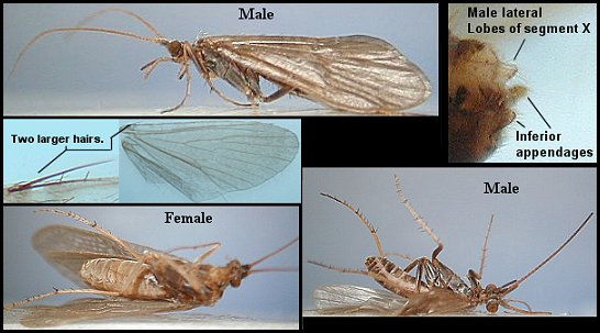 Aquatic insect, Neophylax oligius, Autumn Sedge, Delaware, river, fly fishing identification, mayflies, caddisflies, stoneflies.
