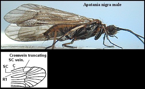 Aquatic insect, Apatania nigra, Black Caddis, Delaware, river, fly fishing identification, mayflies, caddisflies, stoneflies.