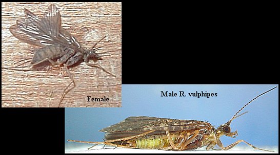 Aquatic insect, Rhyacophila species, Green Sedge, Delaware, river, fly fishing identification, mayflies, caddisflies, stoneflies.