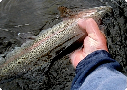 Delaware River rainbow trout