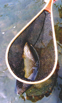 An Upper Delaware river brown trout comes to the net.