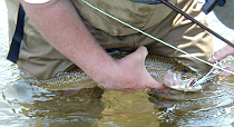 A large rainbow caught while fly fishing the Upper Delaware River main stem.