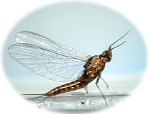 Delaware River fly fishing aquatic insect identification.