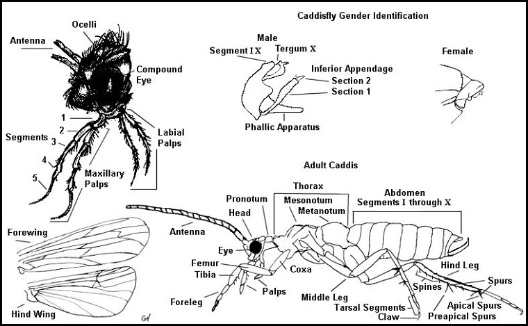 Aquatic insect, anatomy, caddisfly, Delaware, river, identification, mayflies, caddisflies, stoneflies.