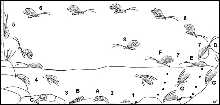 Aquatic insect, anatomy, Mayfly, Delaware, river, identification, mayflies, caddisflies, stoneflies.