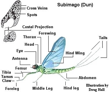 Aquatic insect, anatomy, Mayfly, Delaware, river, identification, mayflies, caddisflies, stoneflies.