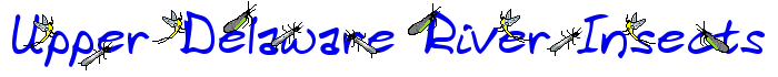 Taxonomic Ranking Delaware river insects, insect identification for fly fishing.