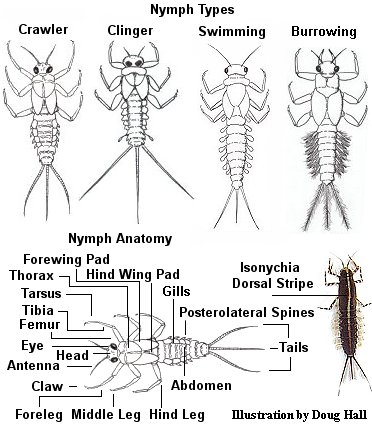 Aquatic insect, anatomy, Mayfly, Delaware, river, identification, mayflies, caddisflies, stoneflies.