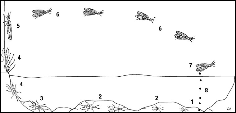 Aquatic insect, anatomy, Stonefly, Delaware, river, identification, mayflies, caddisflies, stoneflies.