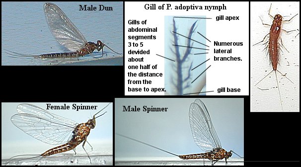 Aquatic insect, Paraleptophlebia adoptiva, Small Dark Quill, Blue Quill, insect identification, Delaware, river, fly fishing, identification, mayflies, caddisflies, stoneflies.