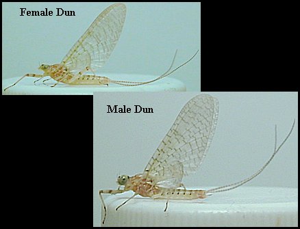 Aquatic insect, Stenacron canadense, Light Cahill, insect identification, Delaware, river, fly fishing, identification, mayflies, caddisflies, stoneflies.