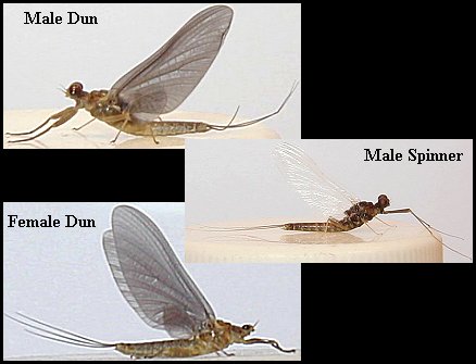 Aquatic insect, Drunella cornutella, Blue Winged Olive, insect identification, Delaware, river, fly fishing, identification, mayflies, caddisflies, stoneflies.