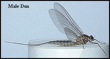 Aquatic insect, Leptophlebia cupida, Dark Quill, insect identification, Delaware, river, fly fishing, identification, mayflies, caddisflies, stoneflies.