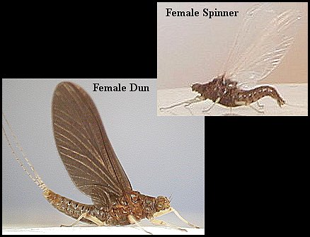 Aquatic insect, Serratella deficiens, Blue Winged Olive, insect identification, Delaware, river, fly fishing, identification, mayflies, caddisflies, stoneflies.