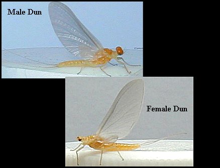 Aquatic insect, Ephemerella dorothea, Sulphur, insect identification, Delaware, river, fly fishing, identification, mayflies, caddisflies, stoneflies.