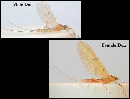 Aquatic insect, Stenacron heterotarsale, Cahill, insect identification, Delaware, river, fly fishing, identification, mayflies, caddisflies, stoneflies.