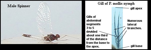 Aquatic insect, Paraleptophlebia mollis, Small Dark Quill, insect identification, Delaware, river, fly fishing, identification, mayflies, caddisflies, stoneflies.