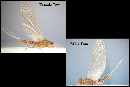 Aquatic insect, Serratella serratoides, Little Tan Dun, insect identification, Delaware, river, fly fishing, identification, mayflies, caddisflies, stoneflies.