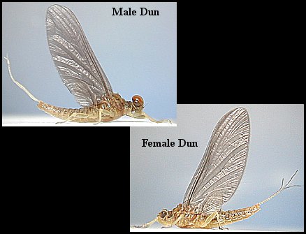 Aquatic insect, Timpanoga simplex, Blue Winged Olive, insect identification, Delaware, river, fly fishing, identification, mayflies, caddisflies, stoneflies.