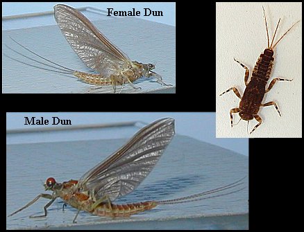 Aquatic insect, Ephemerella subvaria, Hendrickson, insect identification, Delaware, river, fly fishing, identification, mayflies, caddisflies, stoneflies.