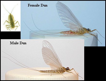 Aquatic insect, Epeorus vitreus, Orange Sulphur, insect identification, upper, Delaware, river, fly fishing, identification, mayflies, caddisflies, stoneflies.