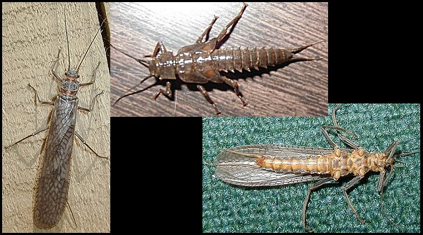 Aquatic insect, Pteronarcys dorsata, Giant Black Stone, insect identification, Delaware, river, fly fishing, identification, mayflies, caddisflies, stoneflies.