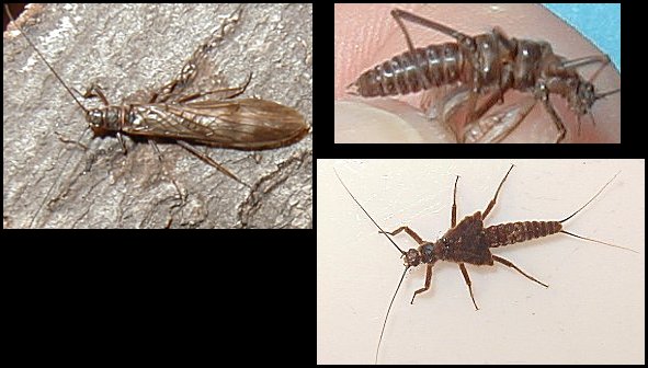 Aquatic insect, Strophopteryx fasciata, Brown Stone, insect identification, Delaware, river, fly fishing, identification, mayflies, caddisflies, stoneflies