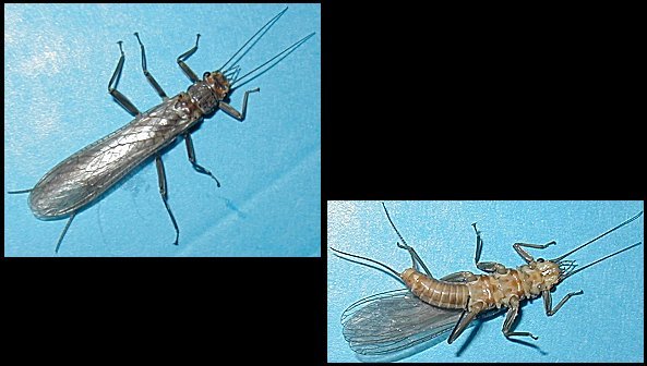 Aquatic insect, Acroneuria lycorias, Golden Stone, insect identification, Delaware, river, fly fishing, identification, mayflies, caddisflies, stoneflies.