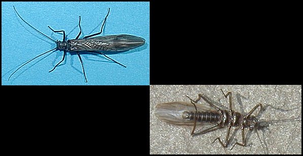 Aquatic insect, Taeniopteryx navalis, Black Stone insect identification Delaware, river, fly fishing, identification, mayflies, caddisflies, stoneflies