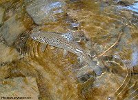 mayflies wallpaper desktop delaware river fly fishing.