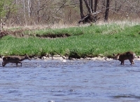 deer wallpaper desktop delaware river fly fishing.